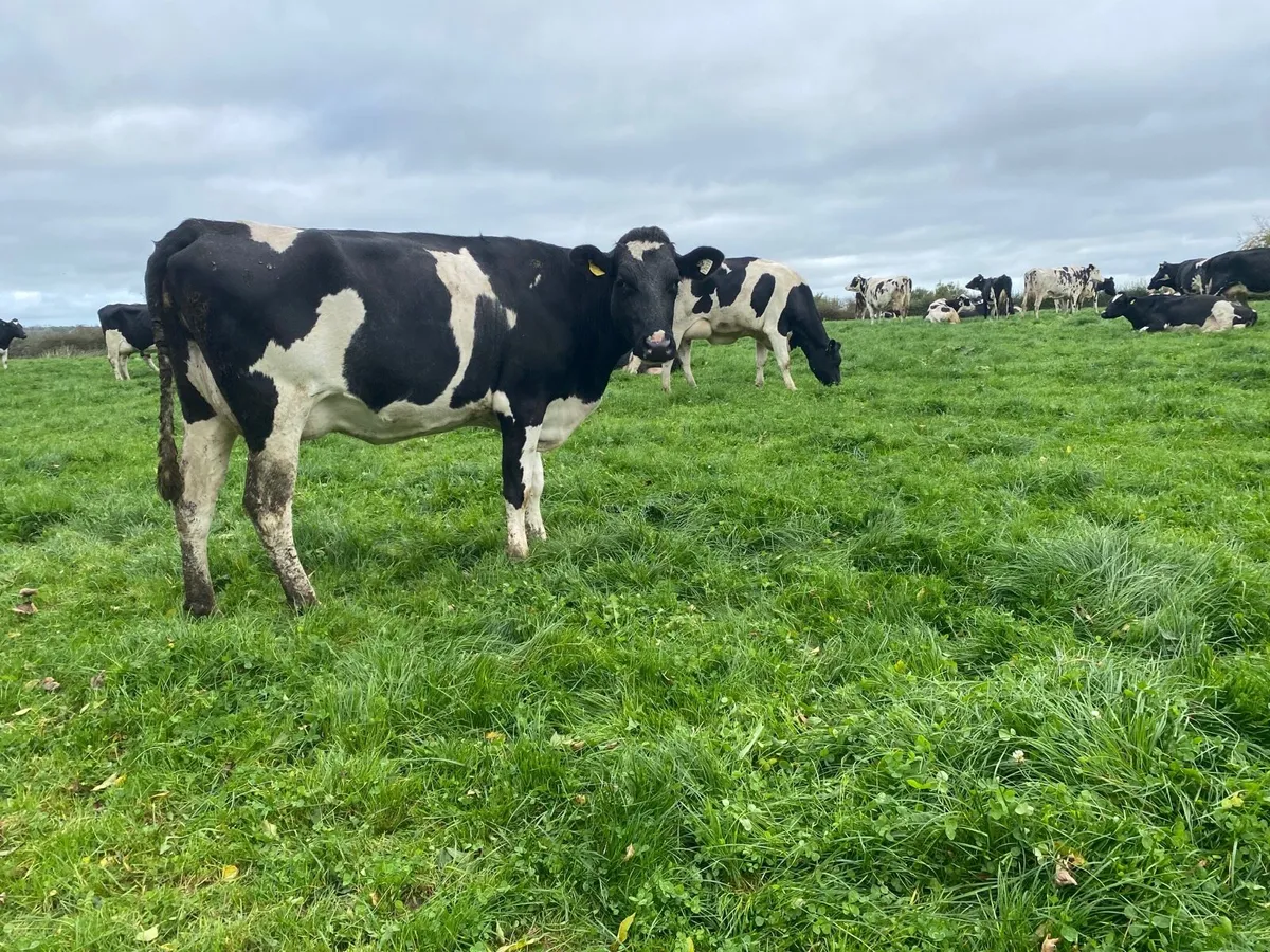 Freshly calved heifers - Image 1