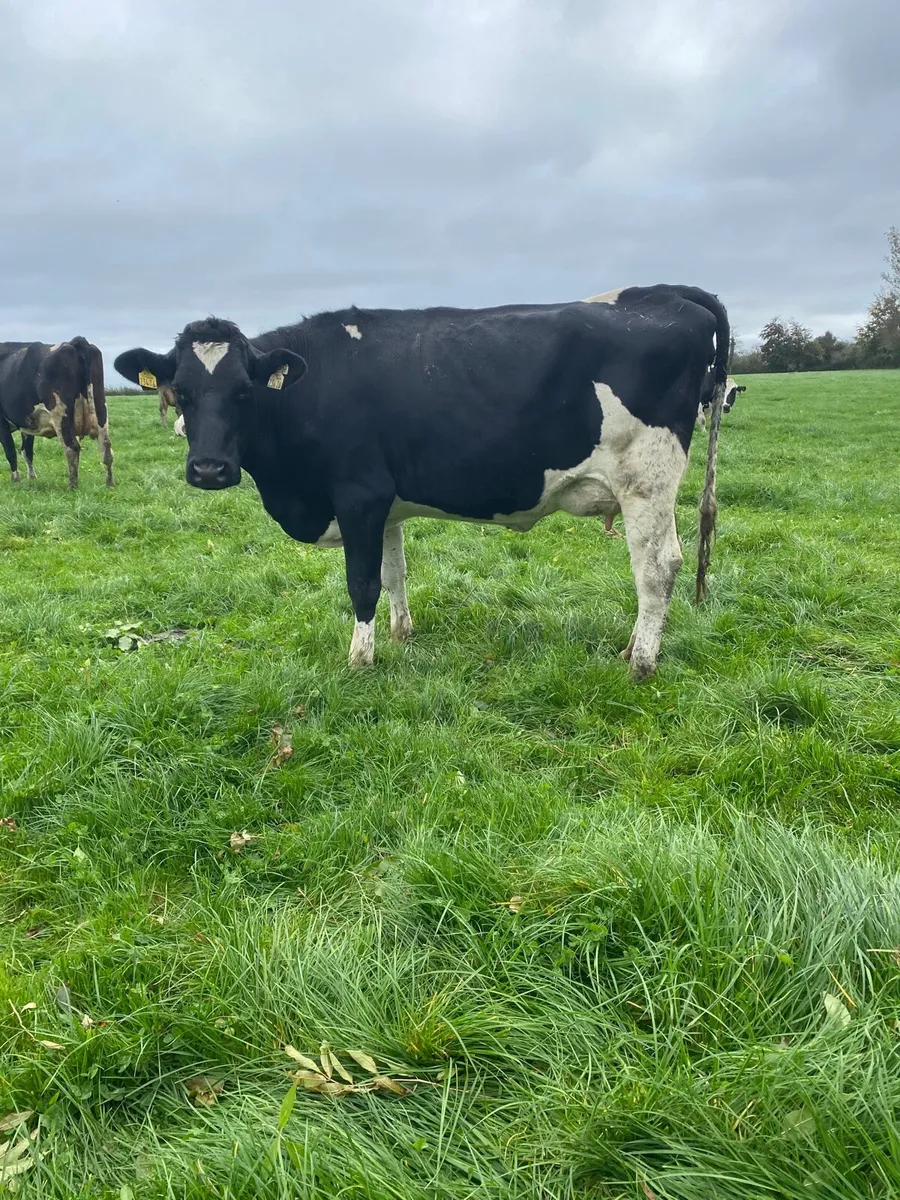 Freshly calved heifers - Image 2