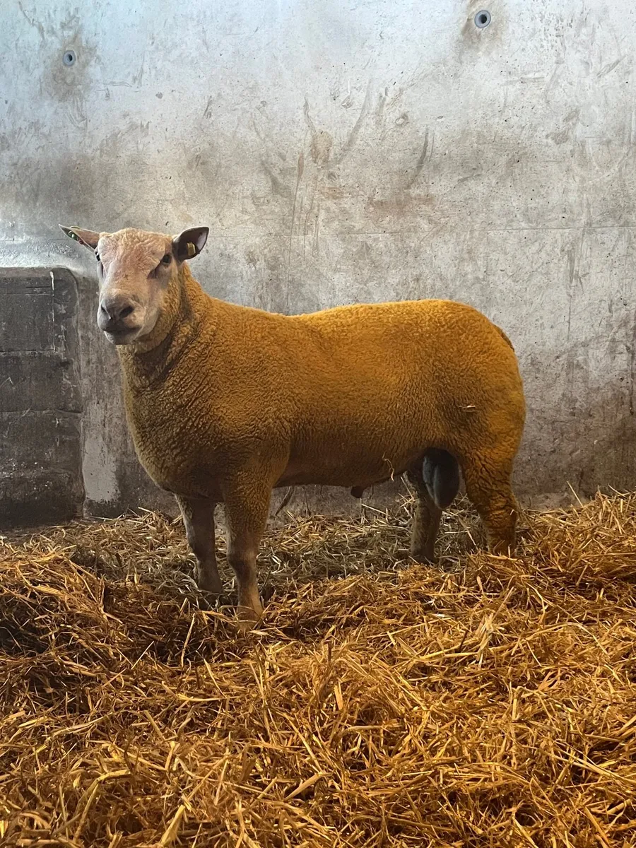 PBR Charolais and Suffolk hogget rams - Image 1