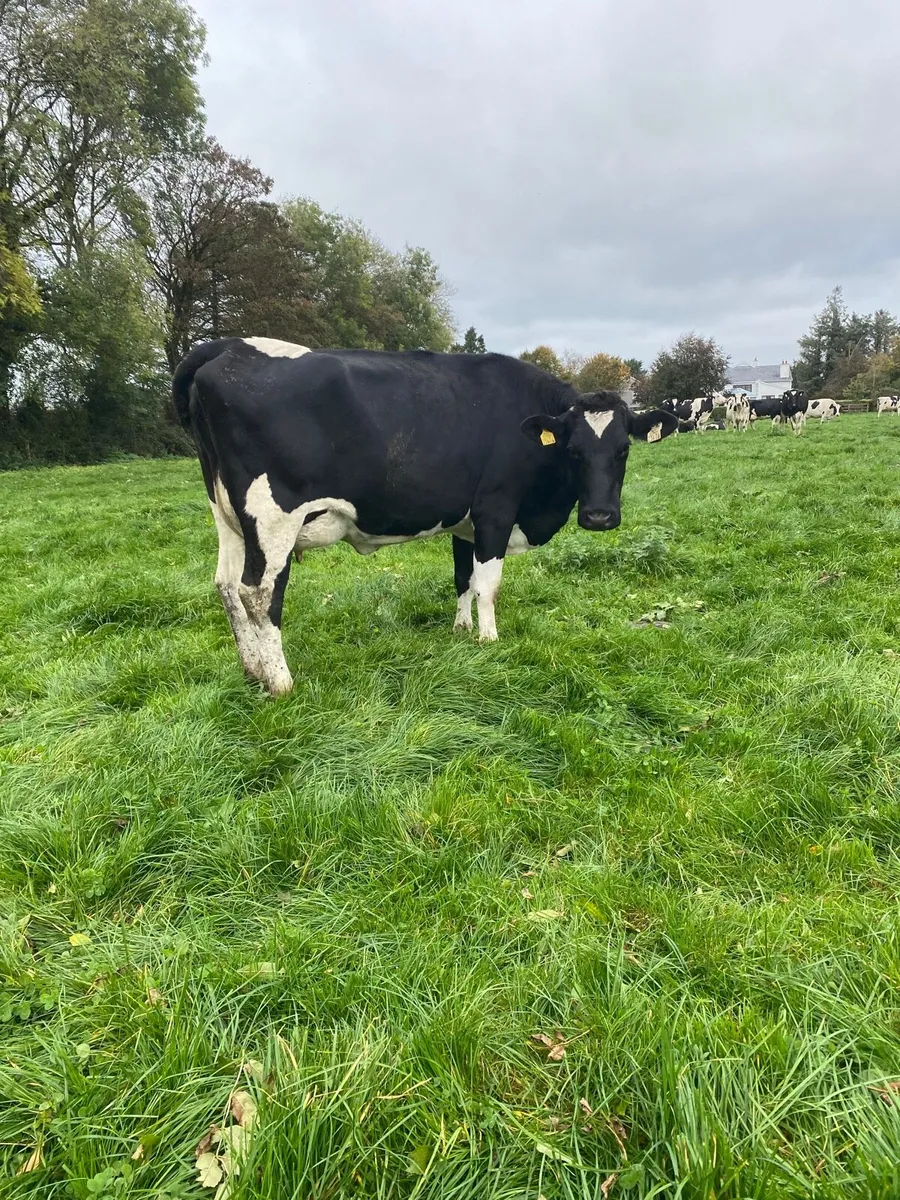 Freshly calved heifers - Image 3