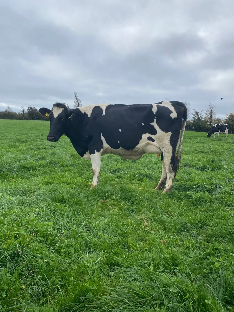 Freshly calved heifers - Image 4