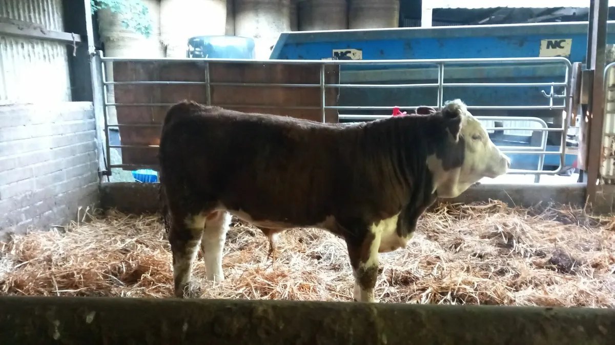 Weanlings - Image 1