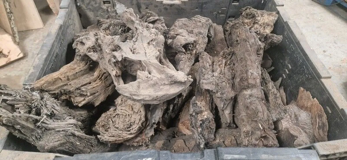 Bog oak - Image 2