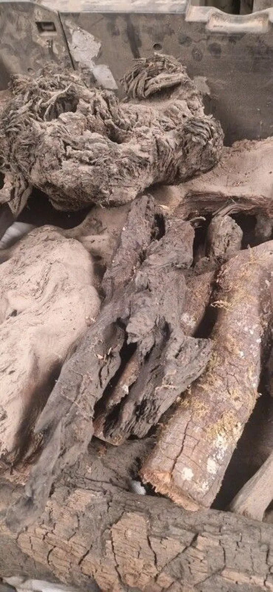 Bog oak - Image 4