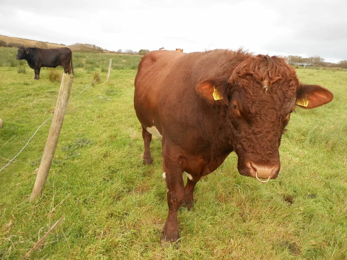 Bull - Image 2