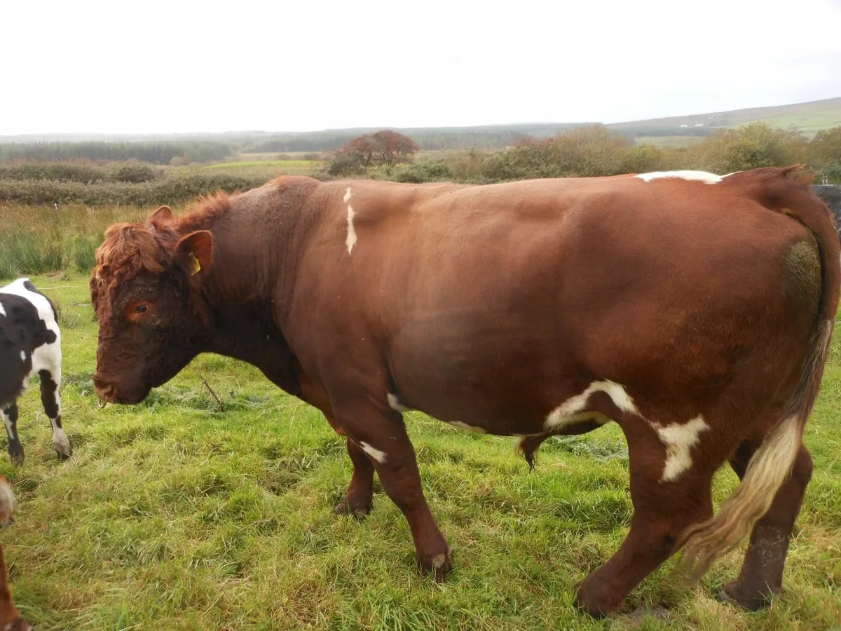 Bull - Image 3