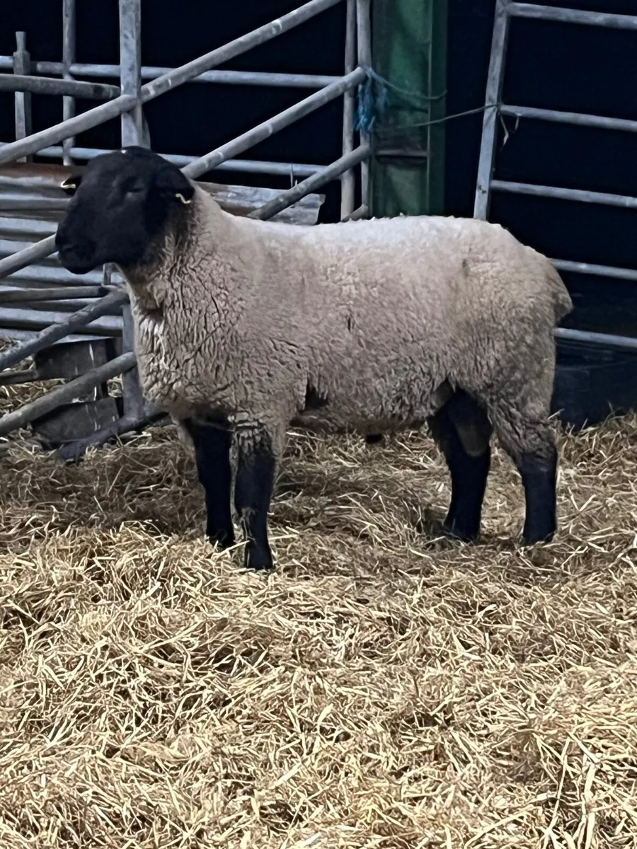 PBR Charolais and Suffolk hogget rams - Image 2
