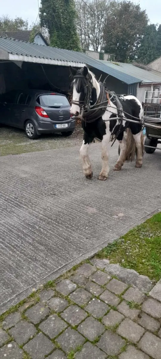 Horse - Image 1