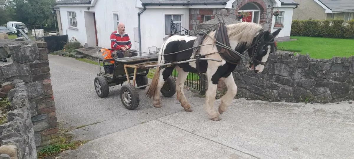 Horse - Image 2
