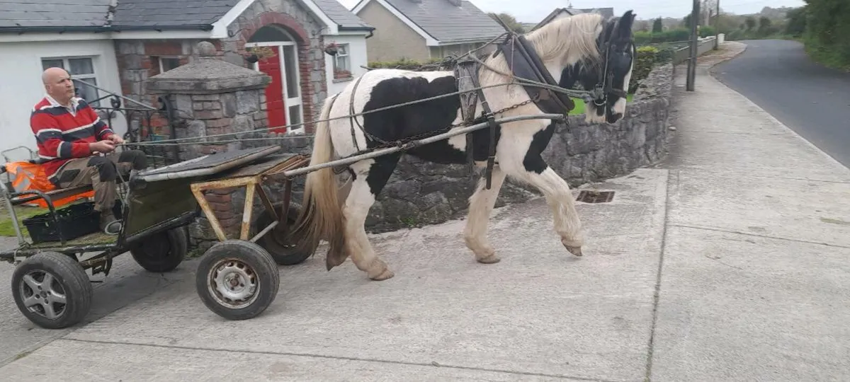Horse - Image 3
