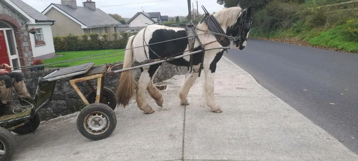 Horse - Image 4
