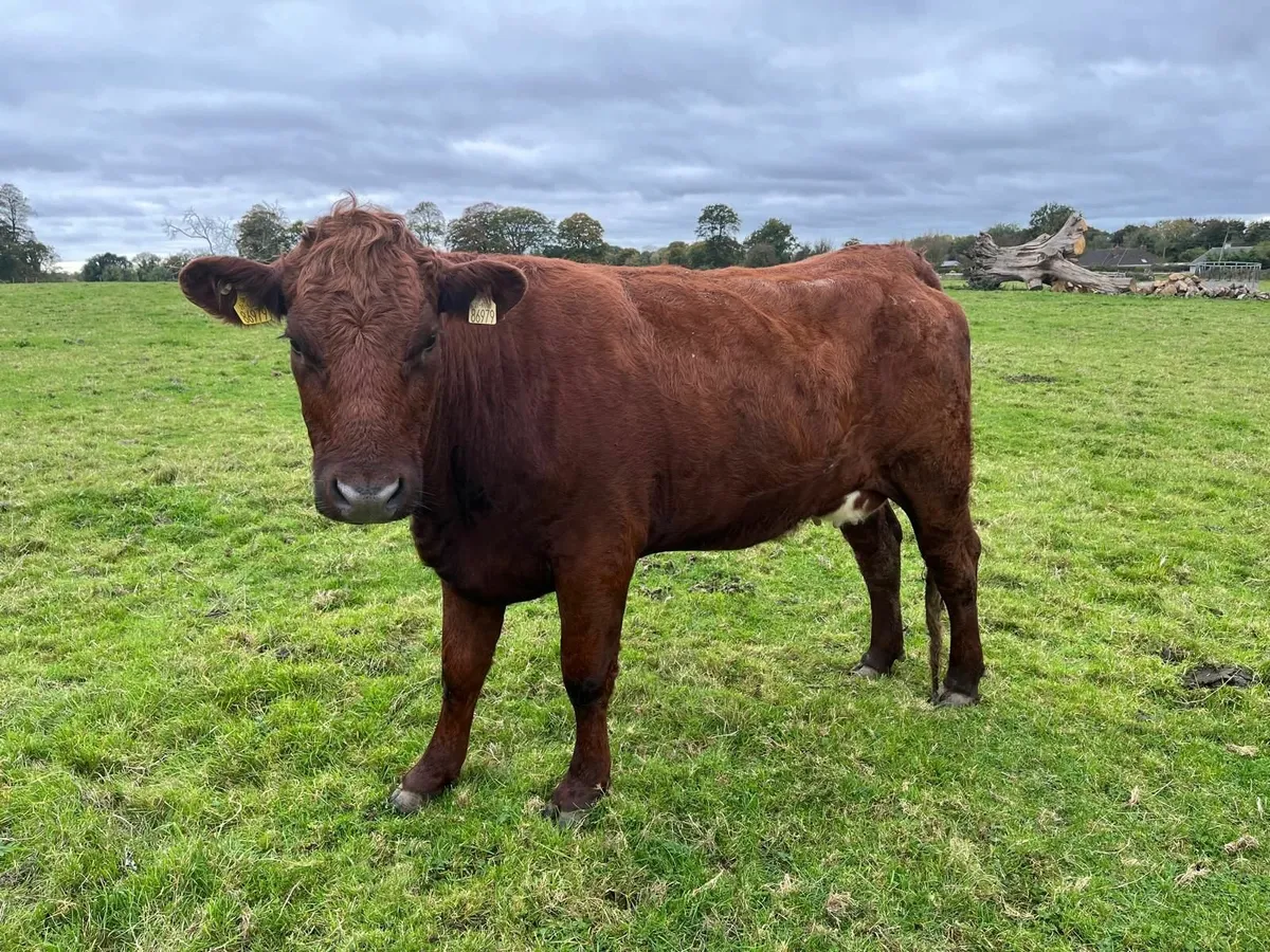 Aubrac Heifer - Image 1