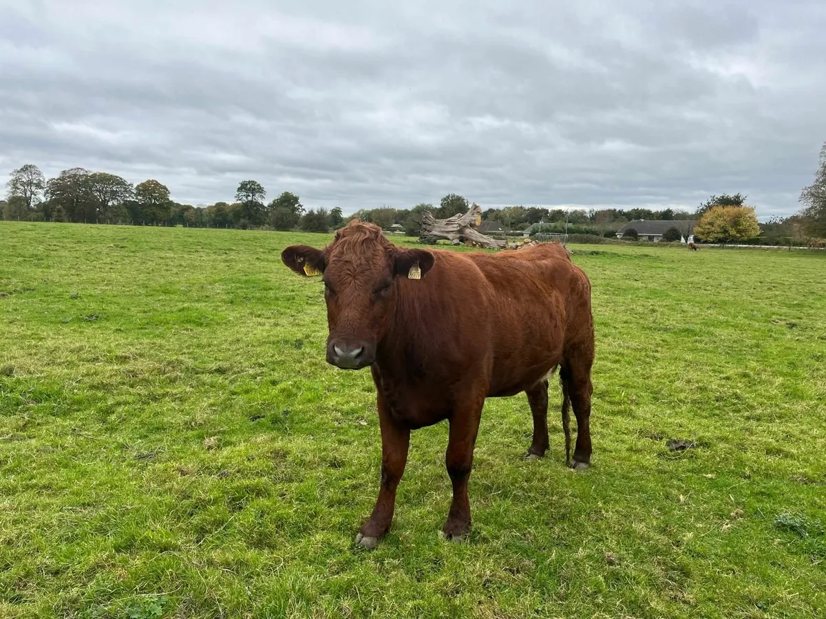 Aubrac Heifer - Image 2