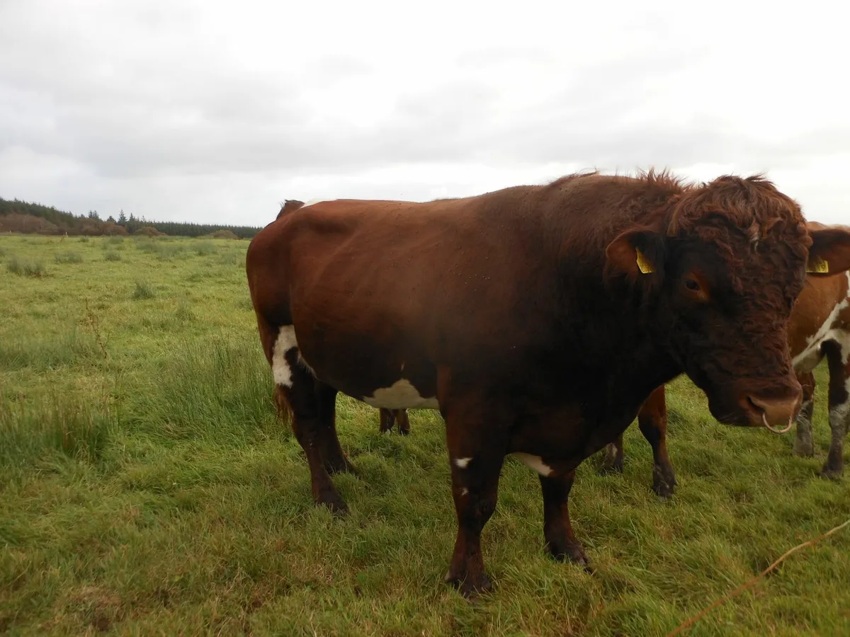 Bull - Image 1