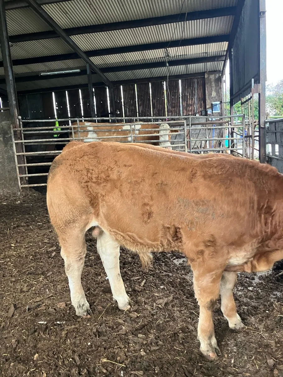 Livestock - Image 1