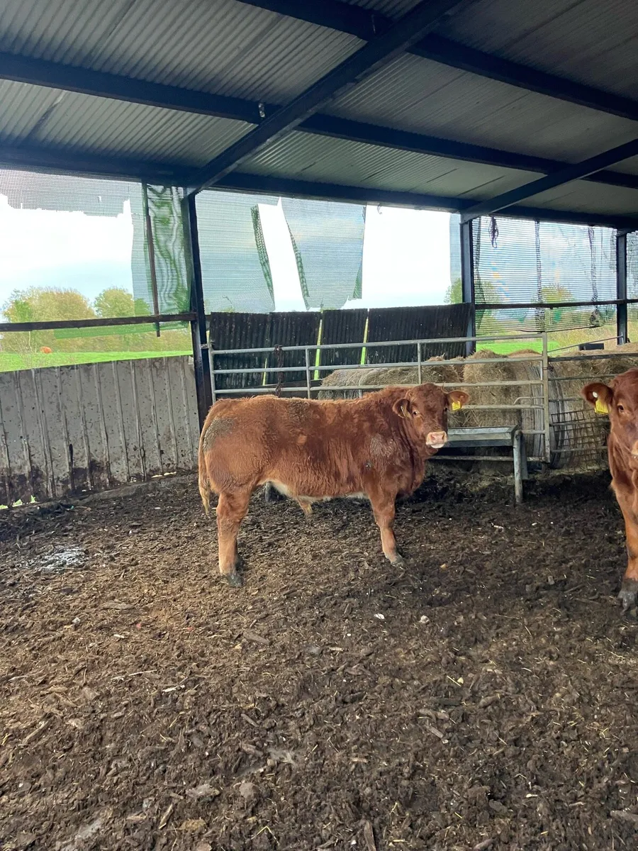 Livestock - Image 2