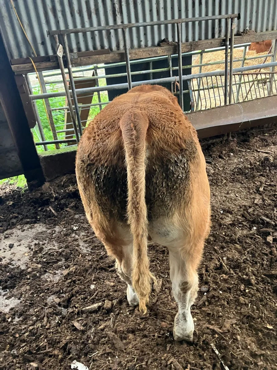 Livestock - Image 3