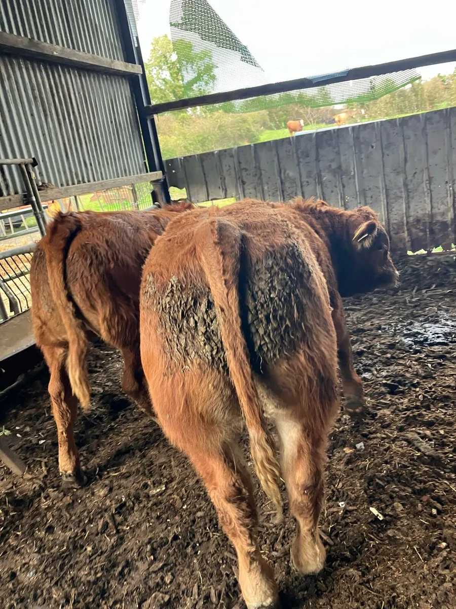 Livestock - Image 4