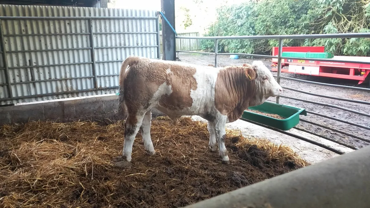 Weanlings - Image 2