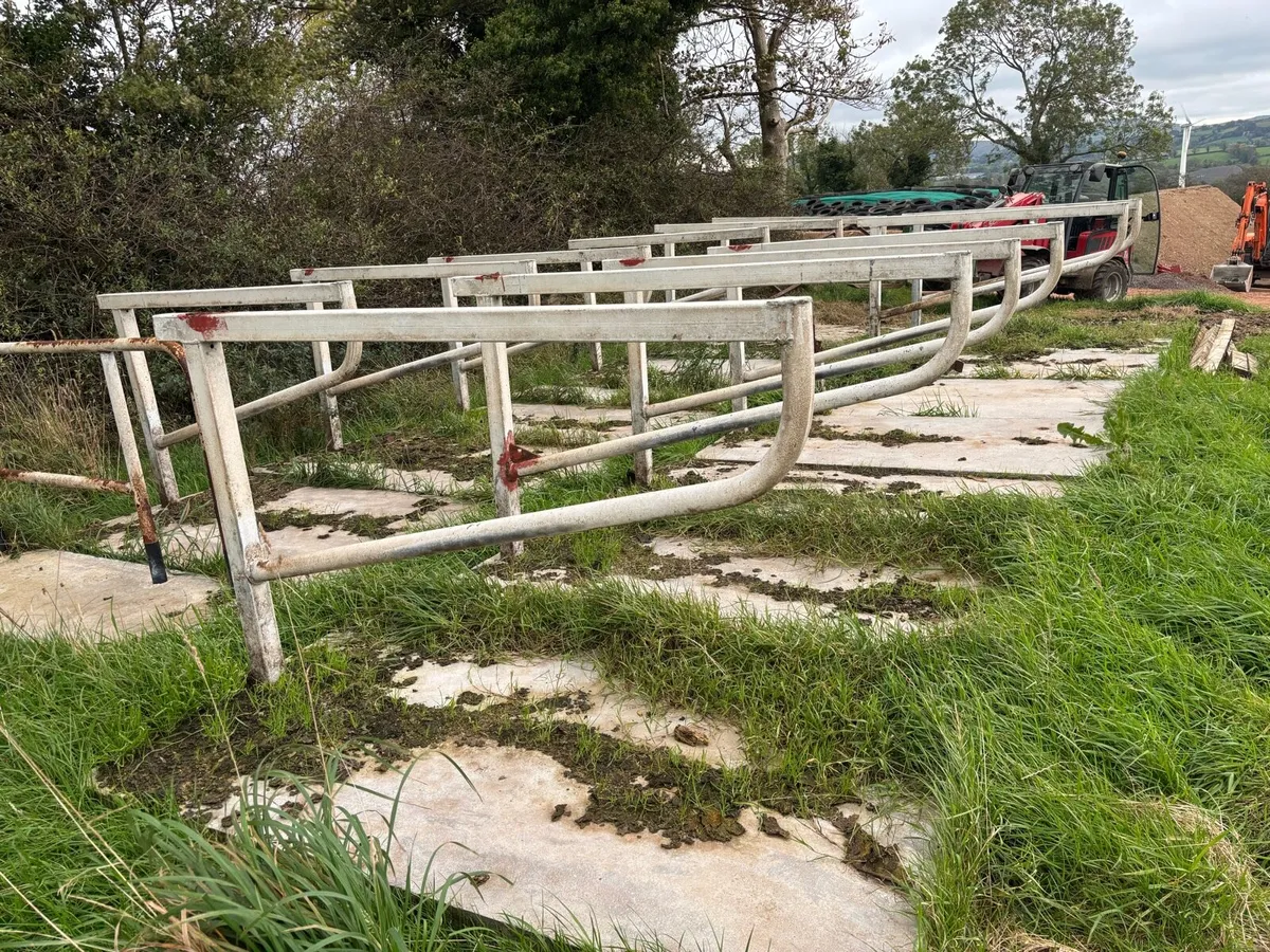 Portable cubicles for cows and heifers - Image 3