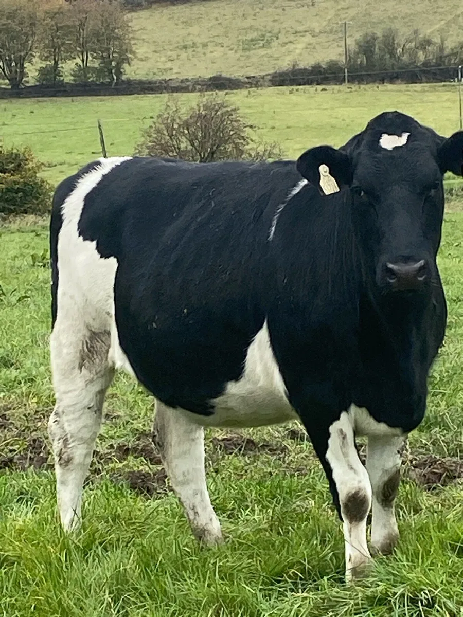 PURE FRIESIAN SEMINAR + SHOWCASE SALE - Image 2