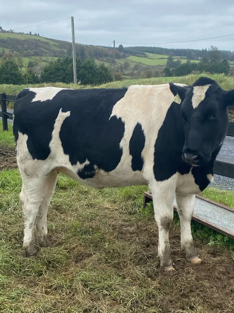 PURE FRIESIAN SEMINAR + SHOWCASE SALE - Image 3