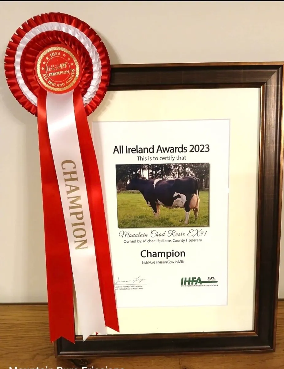 PURE FRIESIAN SEMINAR + SHOWCASE SALE - Image 4