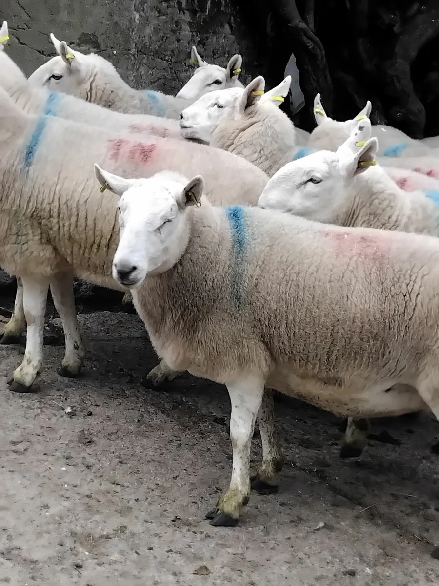 30 cheviot hoggets and 30 3year olds - Image 1