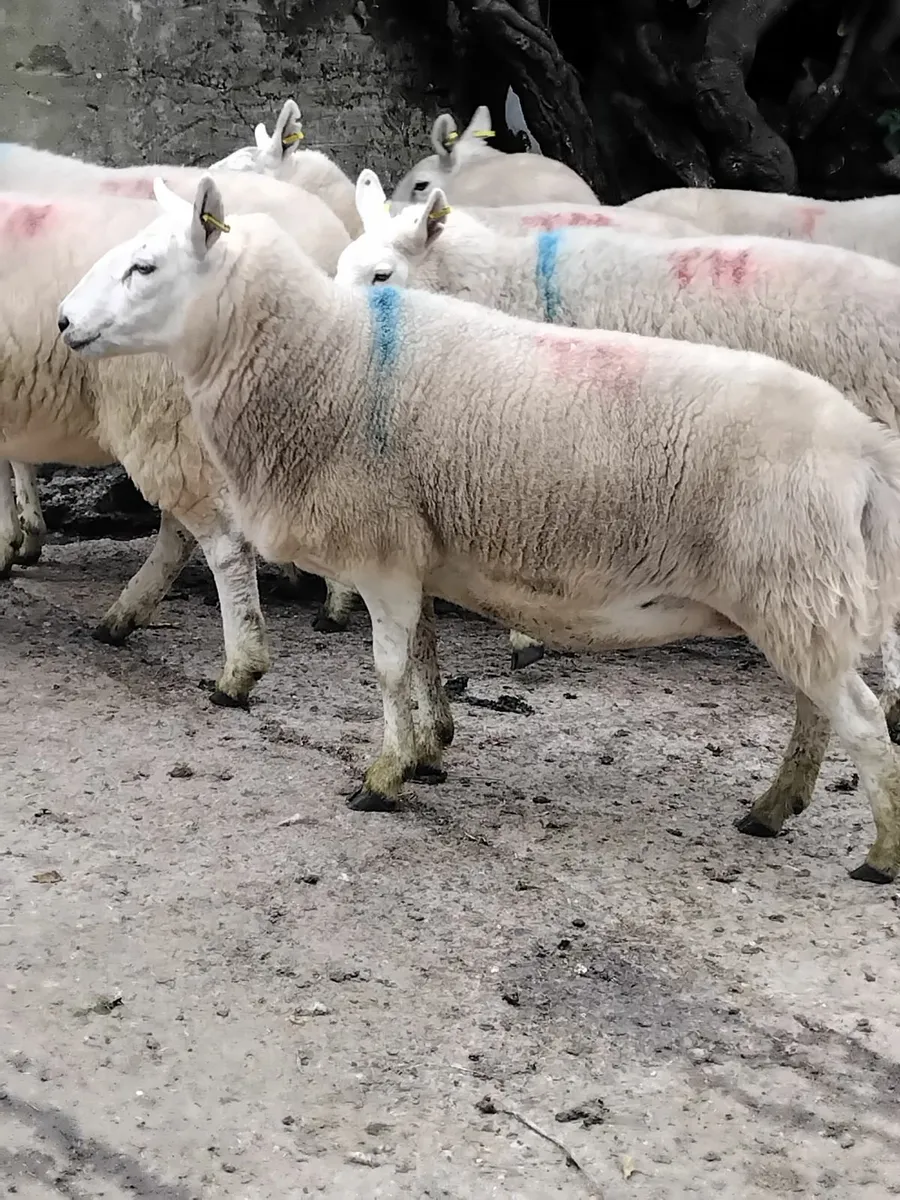 30 cheviot hoggets and 30 3year olds - Image 2