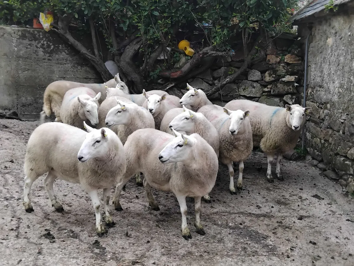 30 cheviot hoggets and 30 3year olds - Image 3