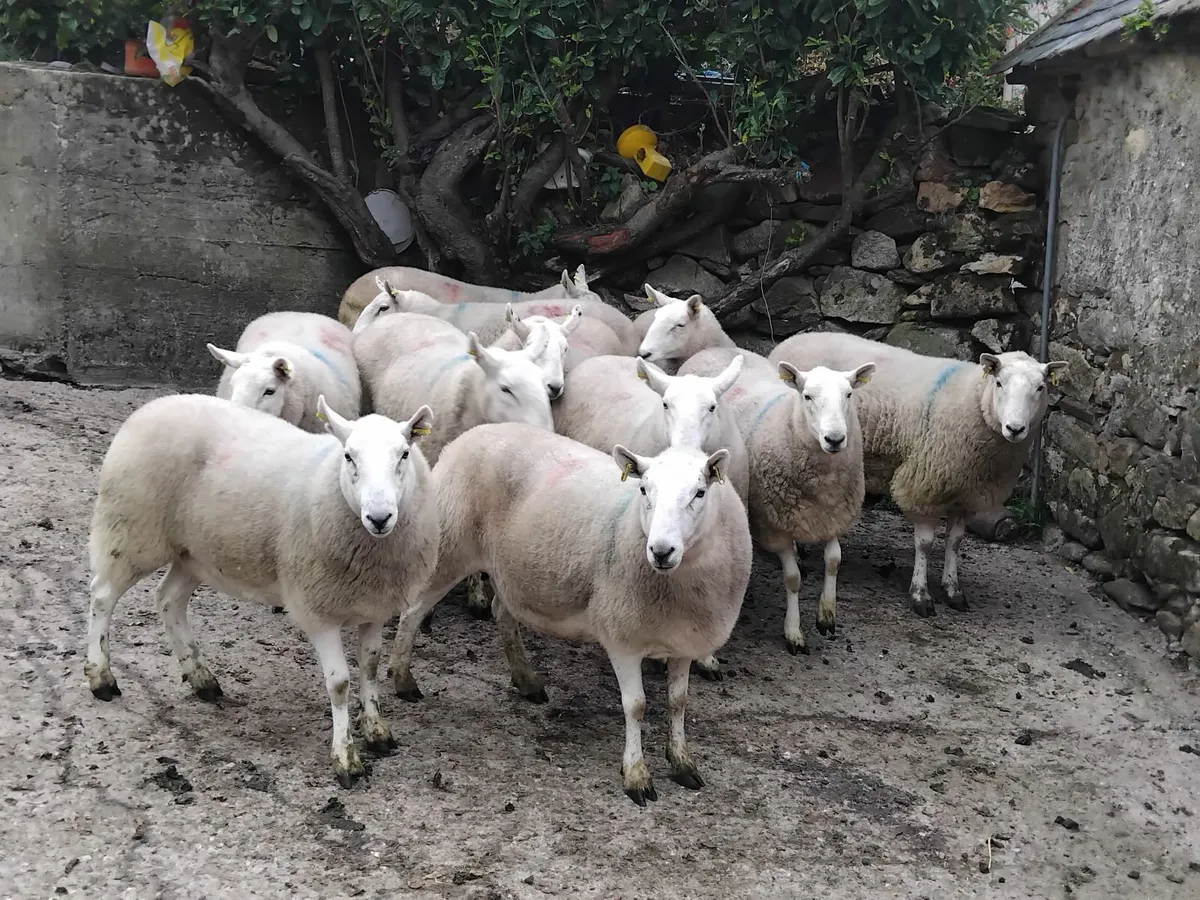 30 cheviot hoggets and 30 3year olds - Image 4