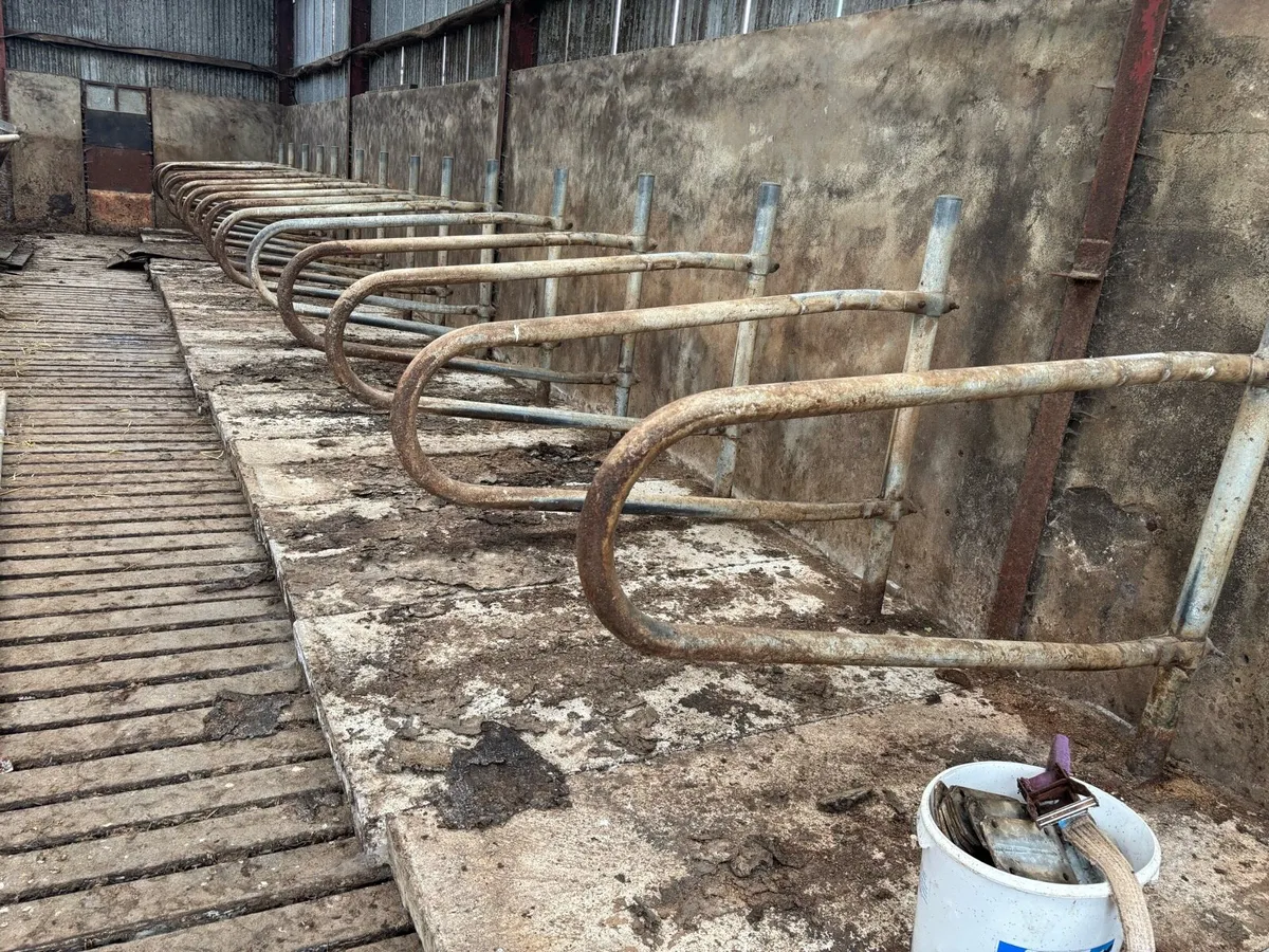 Portable cubicles for cows and heifers - Image 4