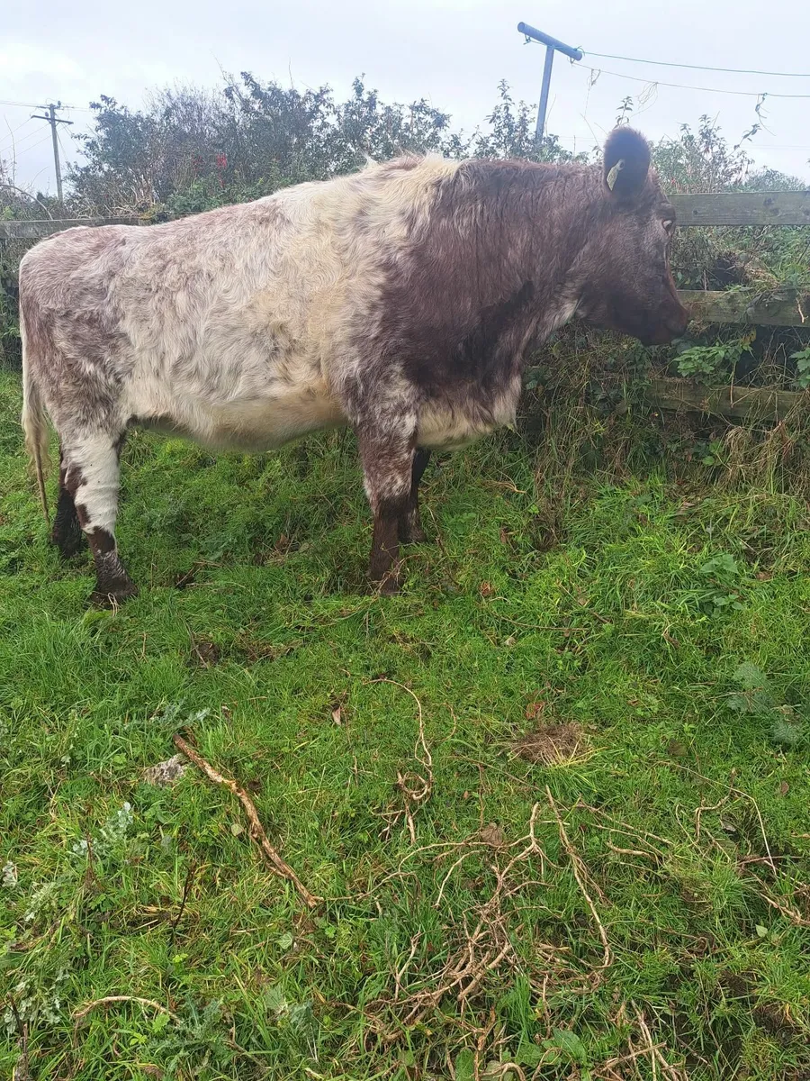 2 Shorthorn PBR incalf Heifers - Image 4