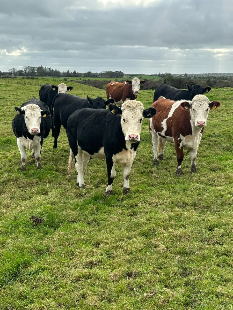 Store heifers - Image 1