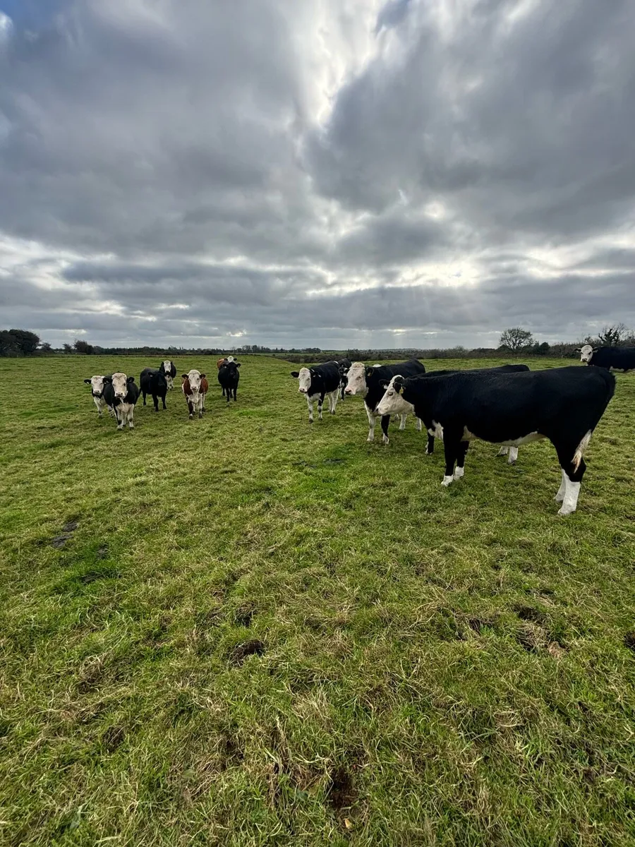 Store heifers - Image 2