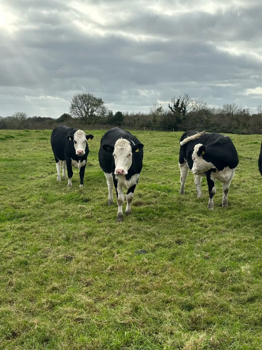 Store heifers - Image 3