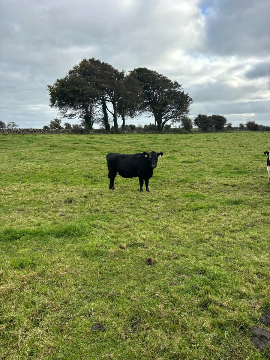 Store heifers - Image 4