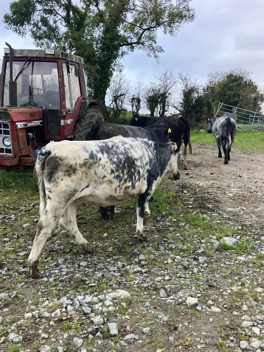 BB Heifers - Image 1