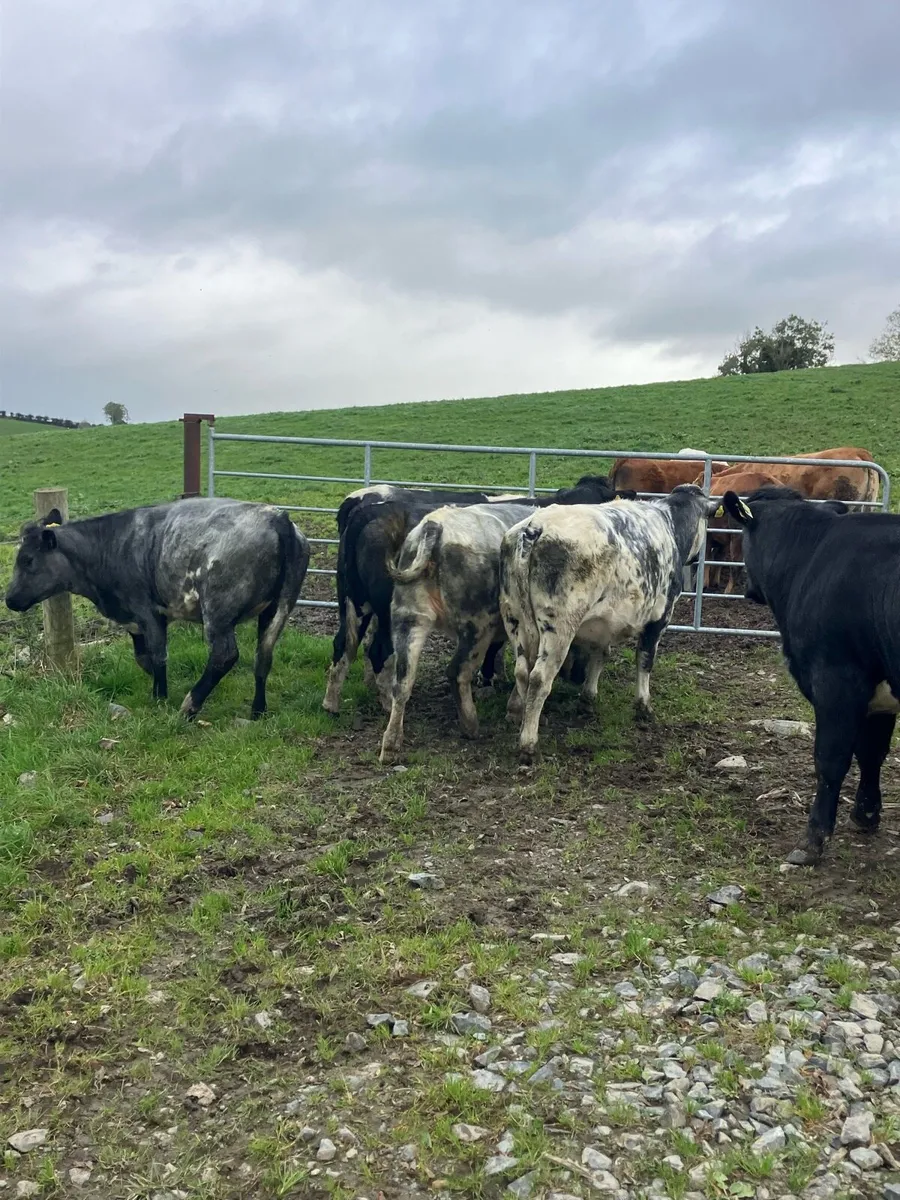 BB Heifers - Image 2