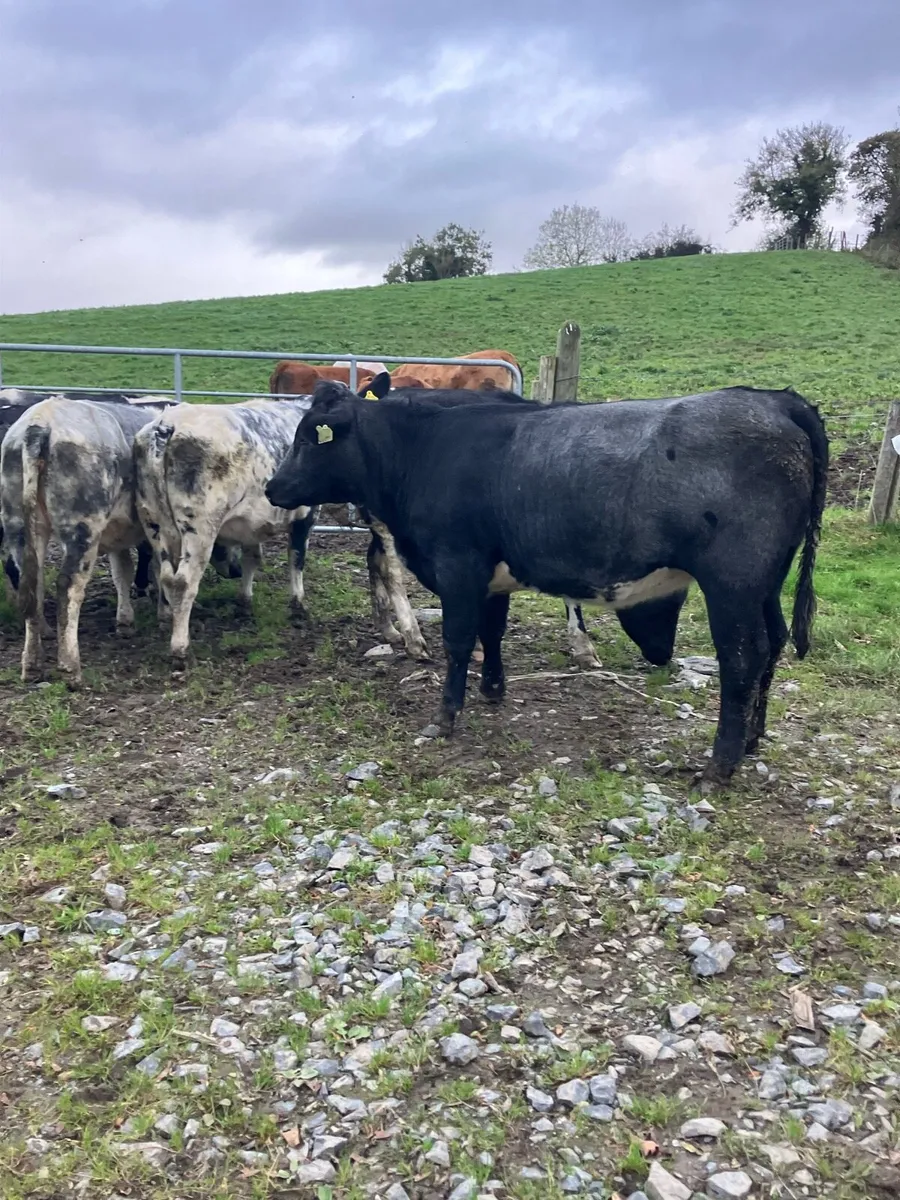 BB Heifers - Image 3