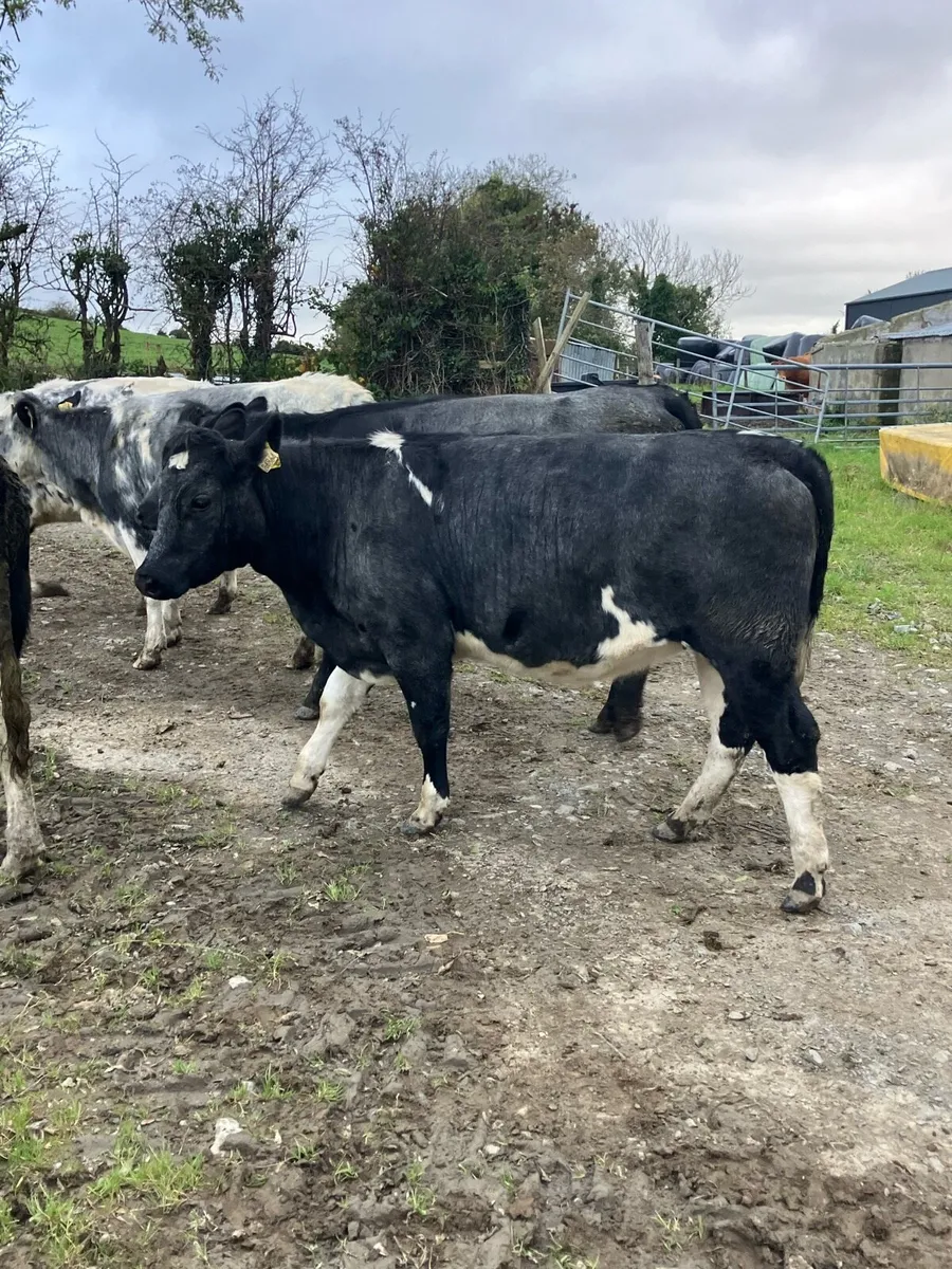 BB Heifers - Image 4