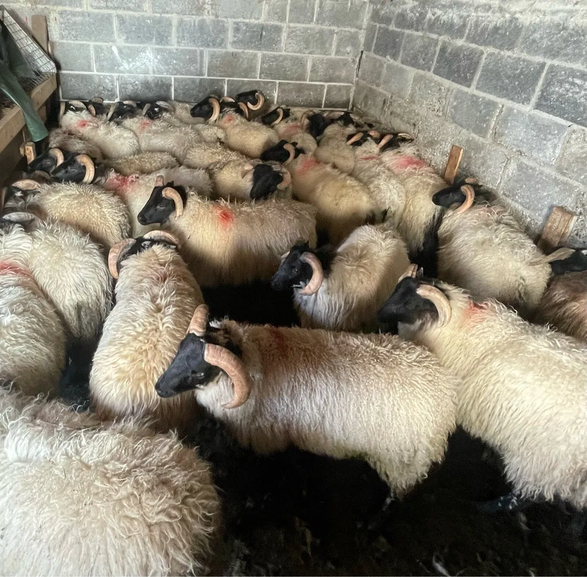 Ram Lambs - Image 1