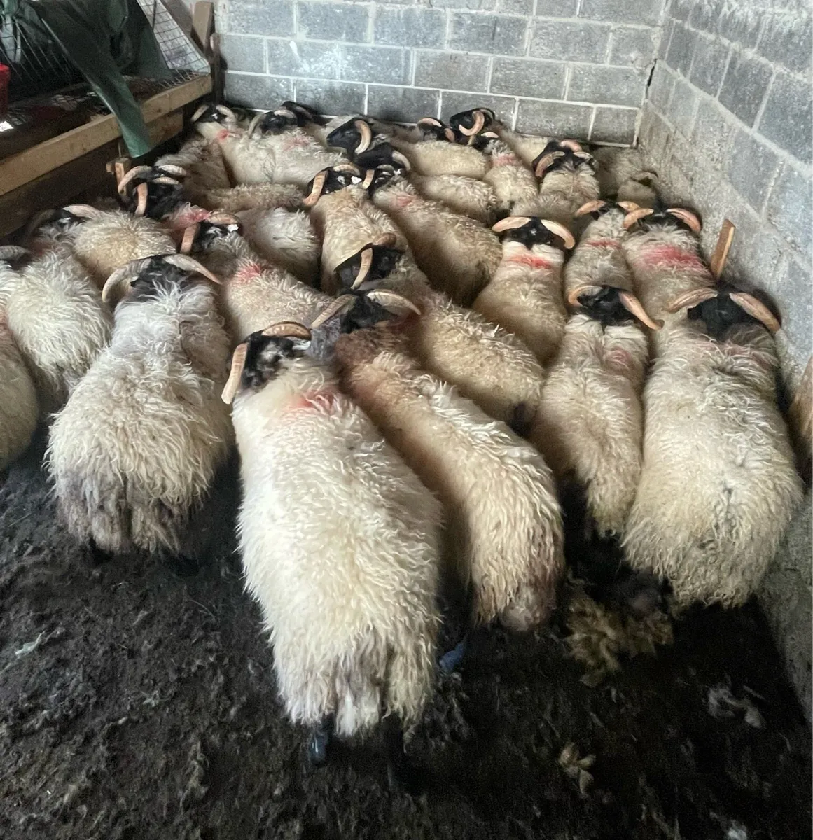 Ram Lambs - Image 2