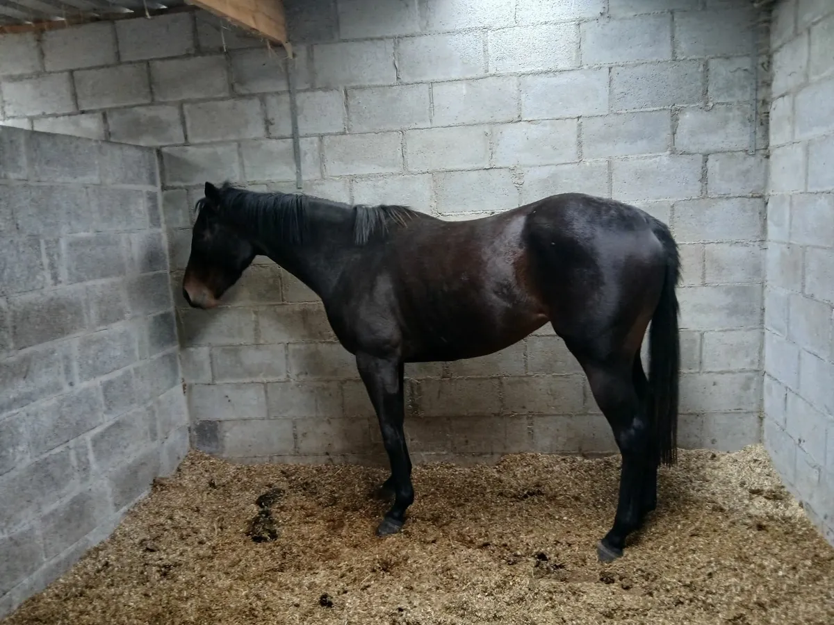 Equine - Image 1