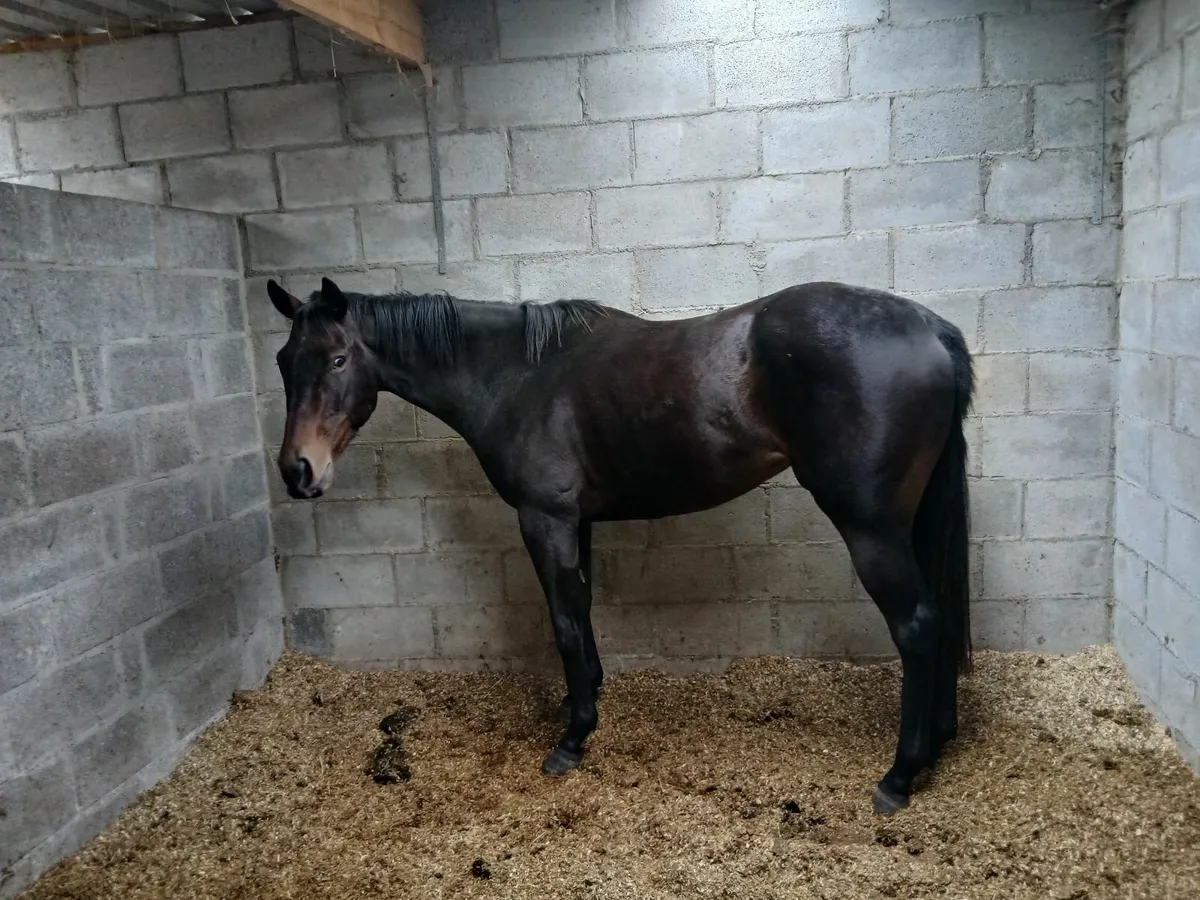 Equine - Image 2