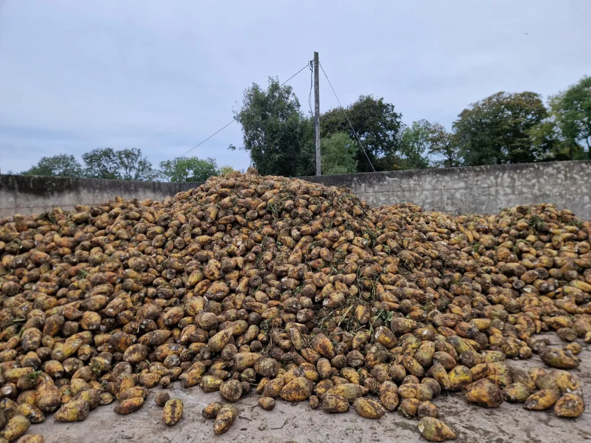 Fodder beet for sale