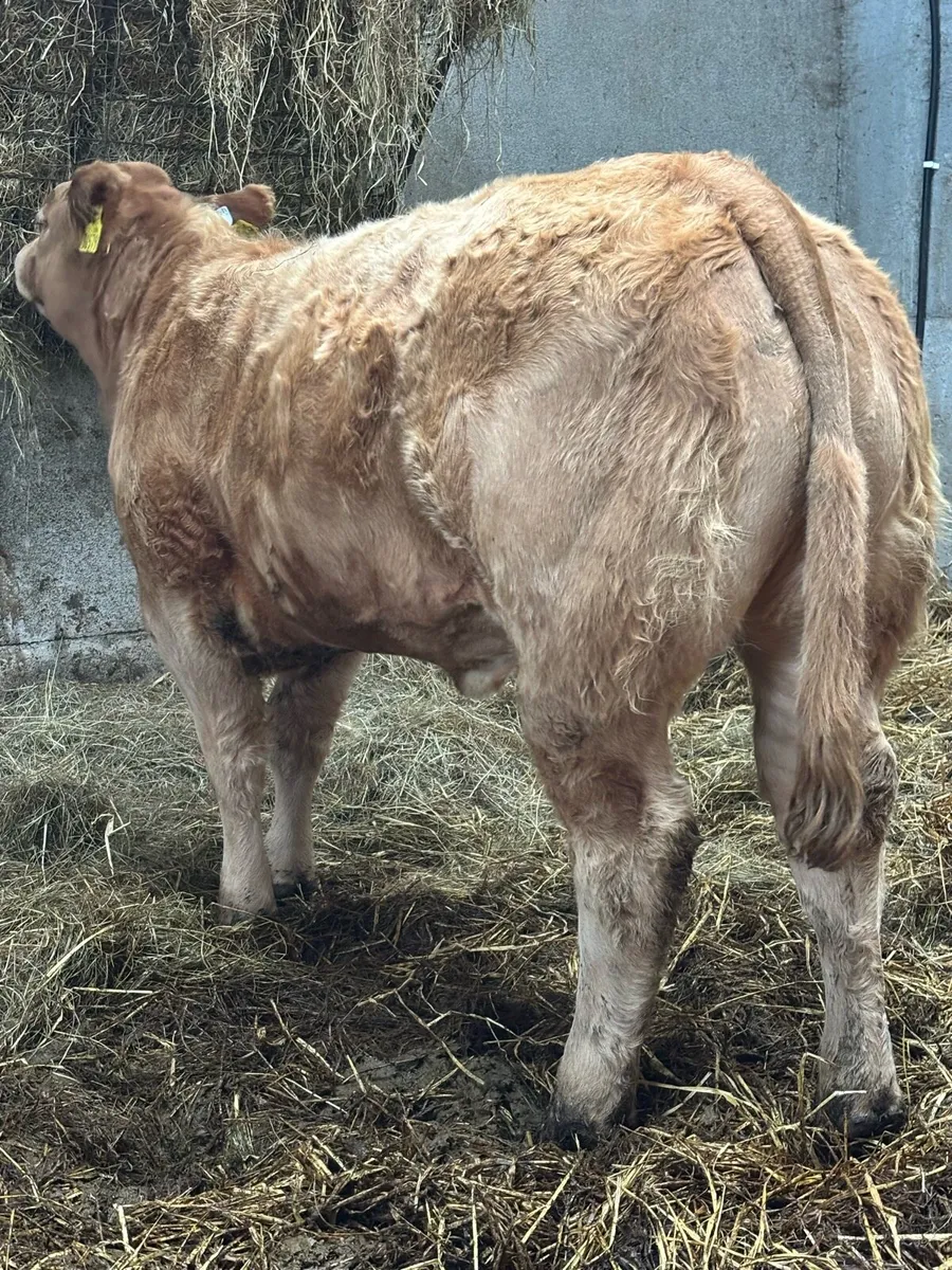 Show Chx Heifer - Image 1