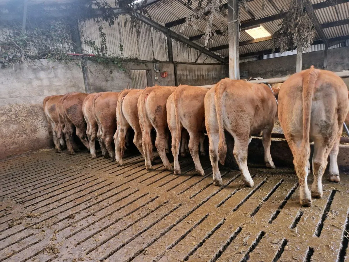 10 Breeding Heifers - Image 1