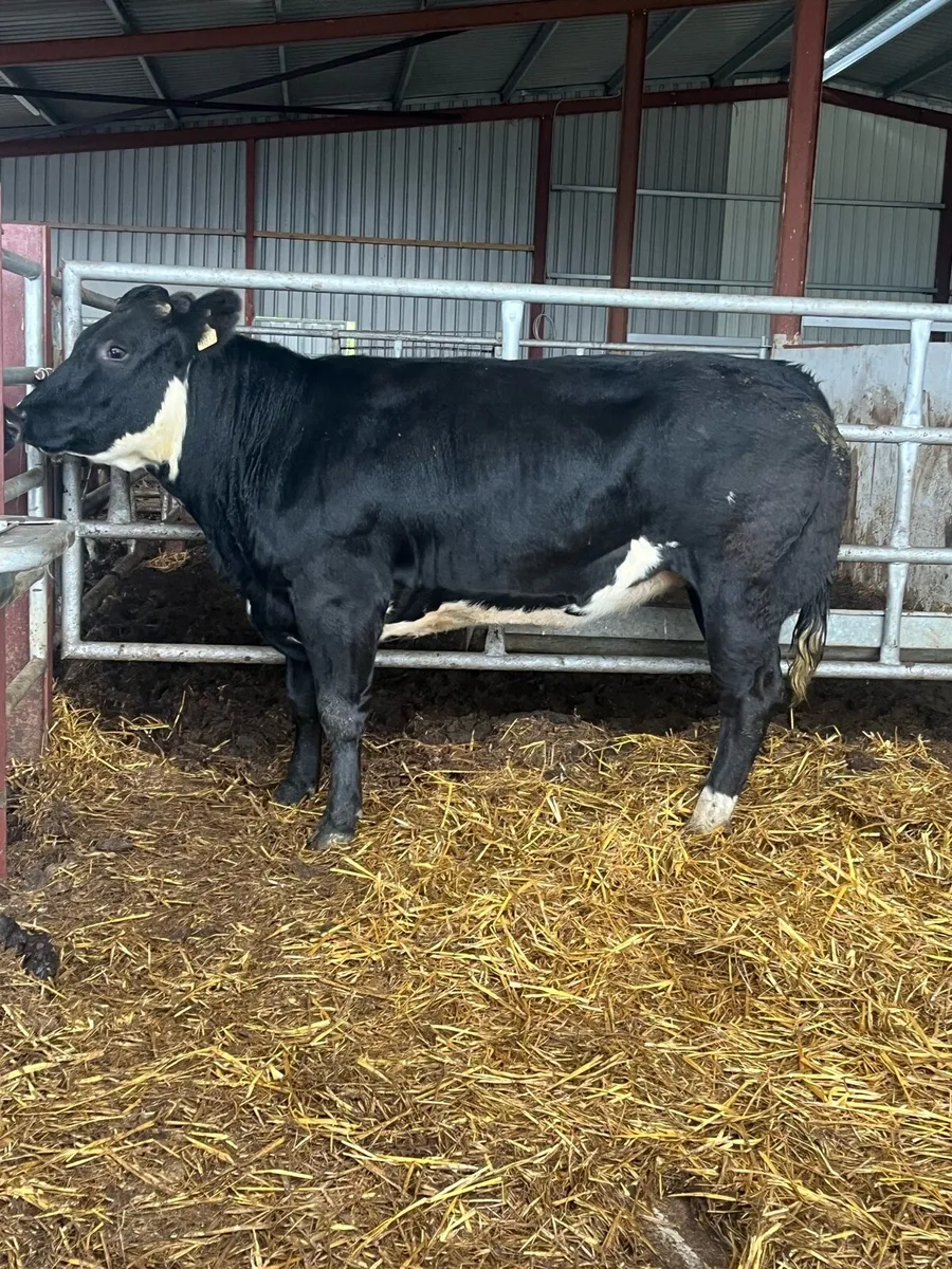 🔥🔥 BREEDING HEIFER 🔥🔥 - Image 1