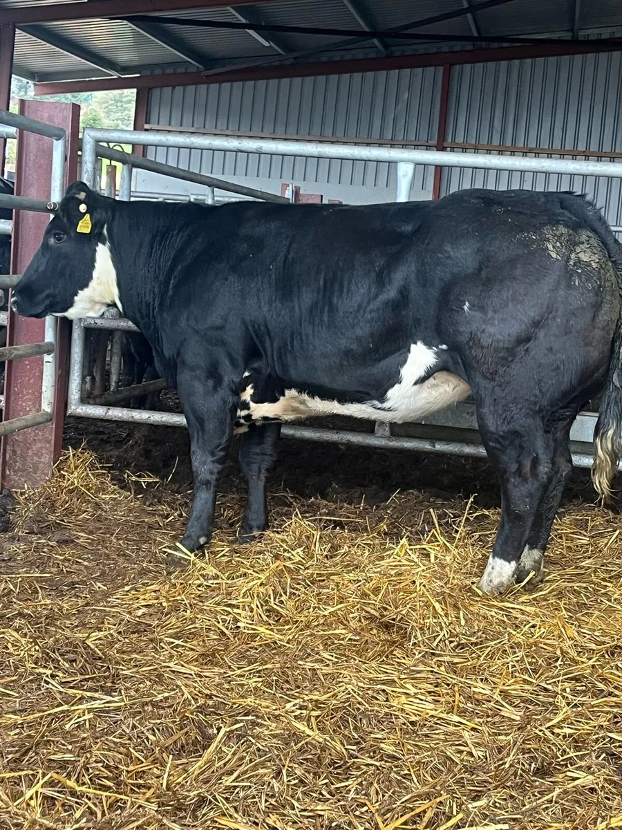 🔥🔥 BREEDING HEIFER 🔥🔥 - Image 2